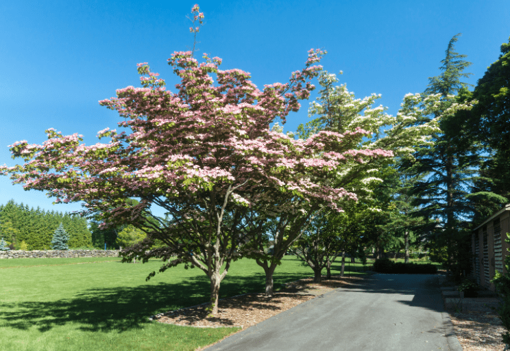 Chinese Fringe Tree Gardenfrontier Chinese Fringe Tree