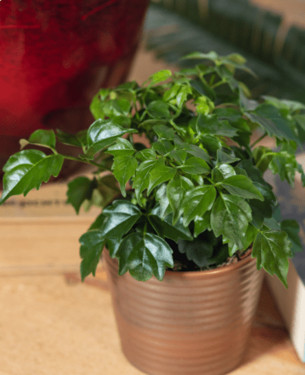 Dwarf Schefflera Gardenfrontier Dwarf Schefflera