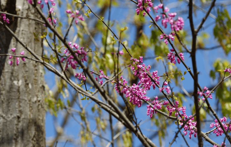 Eastern Redbud Gardenfrontier Eastern Redbud
