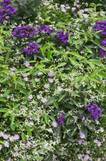 Heliotrope Gardenfrontier Heliotrope