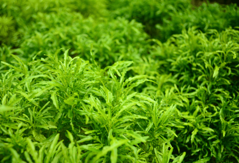 Ming Aralia Gardenfrontier Ming Aralia