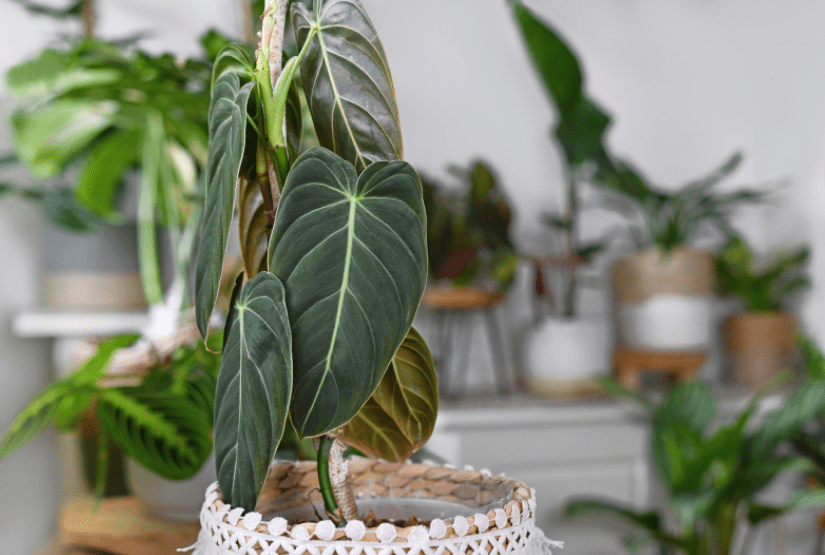 Philodendron Melanochrysum Gardenfrontier Philodendron Melanochrysum