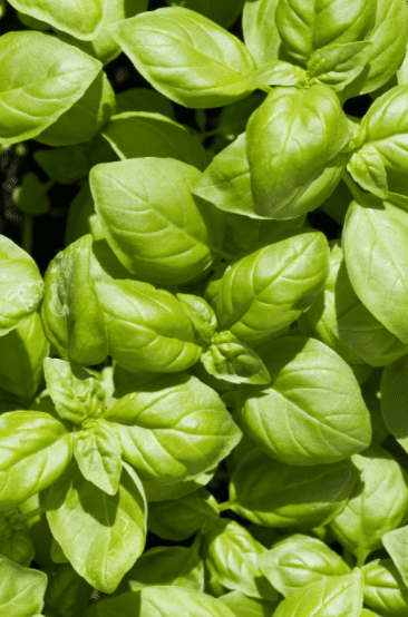 Basil Leaves Gardenfrontier Basil Leaves