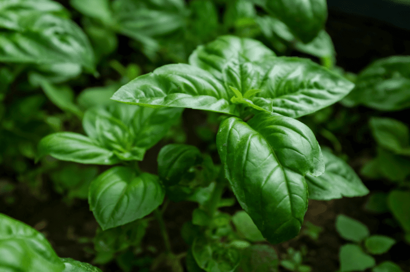 Basil Gardenfrontier Basil