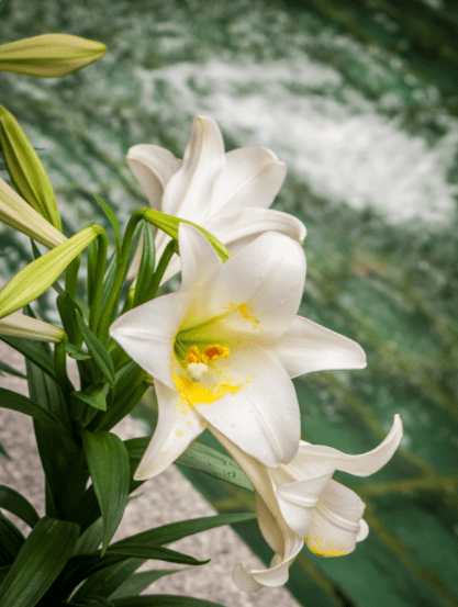 Easter Lily Gardenfrontier Easter Lily