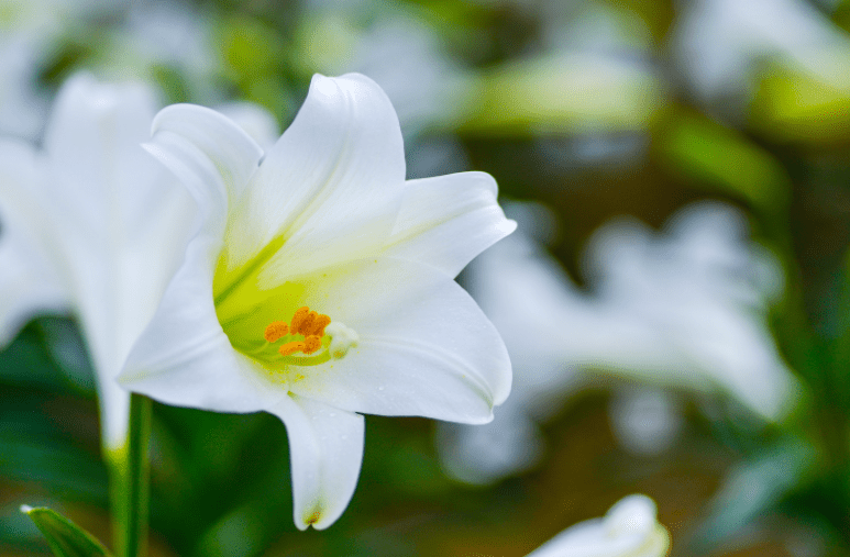 Easter lilies Gardenfrontier Easter lilies