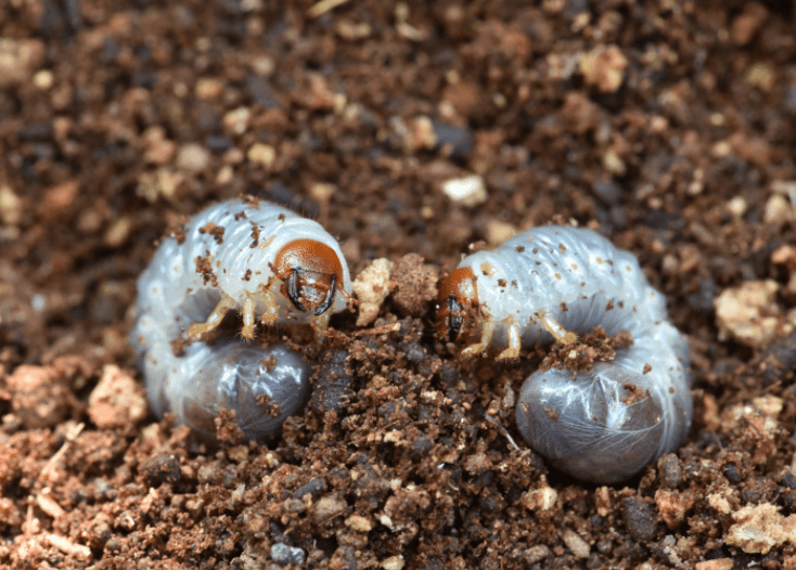 White Grubs beetle Gardenfrontier Grubs