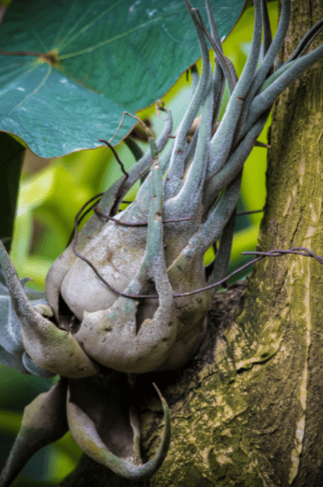 How To Grow Air Plants Gardenfrontier How To Grow Air Plants