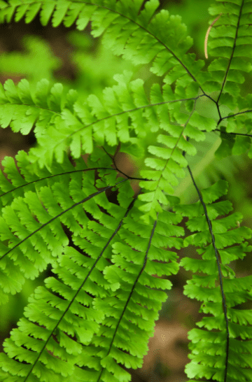 Maidenhair Fern Gardenfrontier Maidenhair Fern