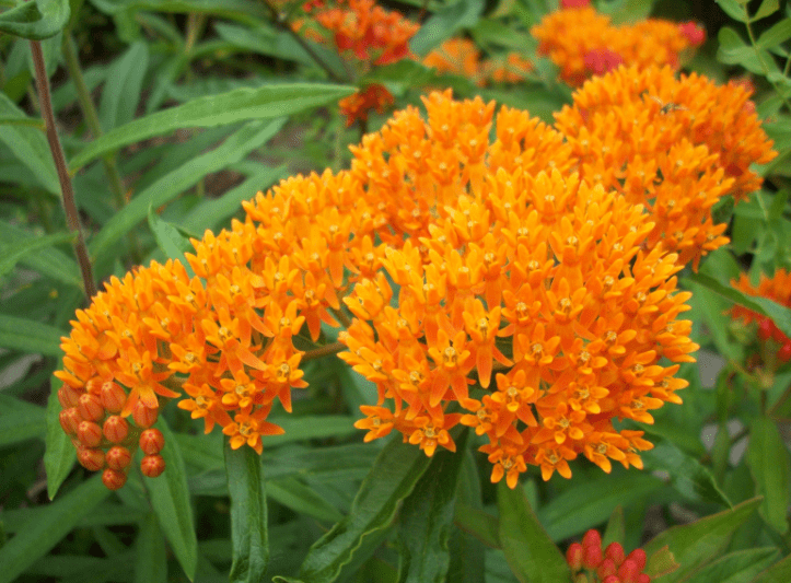 Milkweed Gardenfrontier Milkweed