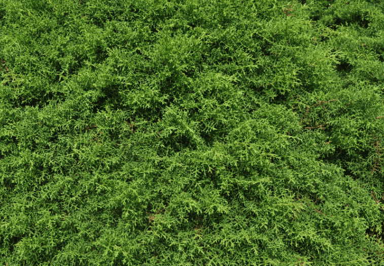 Mission Arborvitae Hedge Gardenfrontier A dense dark green row of Mission Arborvitae trees forming a privacy hedge