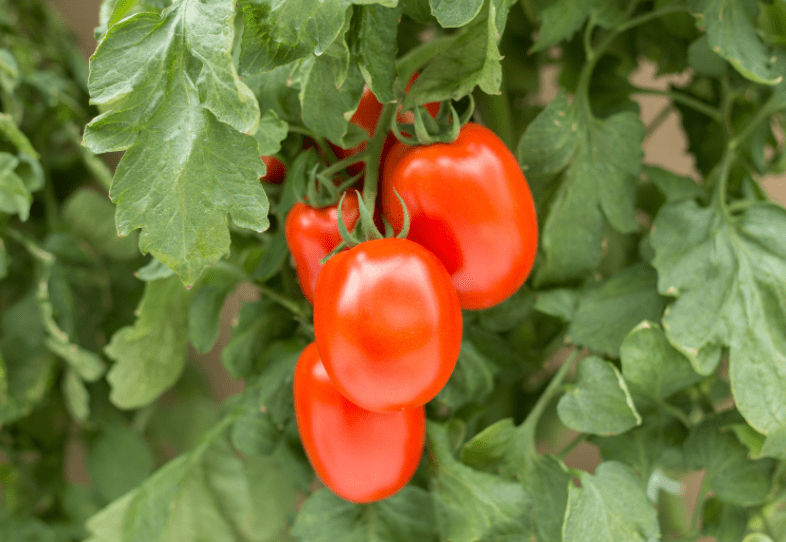 Plum tomato Gardenfrontier Plum tomato