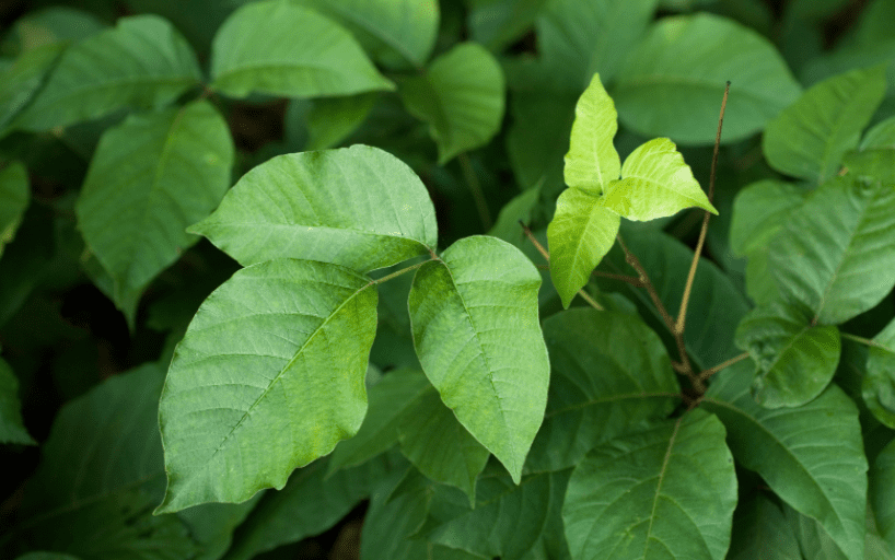 Poison Ivy Gardenfrontier Poison Ivy