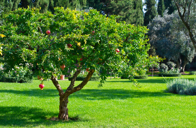 Pomegranate Tree Fruit Gardenfrontier A bright red ripe pomegranate hanging from the branch of a lush green tree