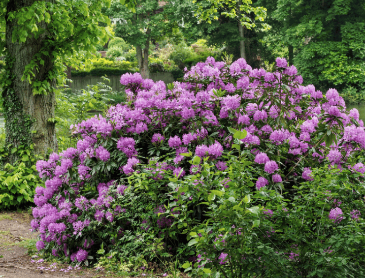 Rhododendron Gardenfrontier Rhododendron