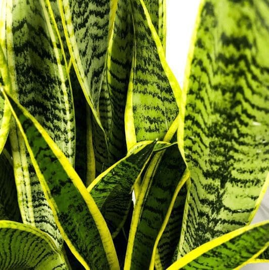 Sansevieria Snake Plant Gardenfrontier Sansevieria Snake Plant