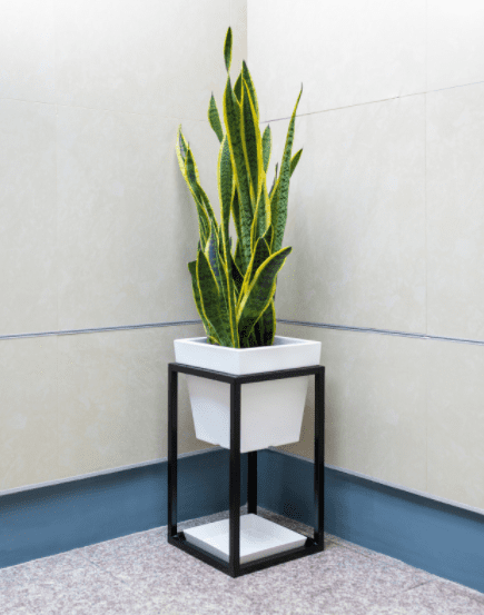 Sansevieria snake plant Gardenfrontier Sansevieria snake plant
