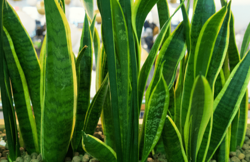 Snake Plant Soil Gardenfrontier Snake Plant Soil