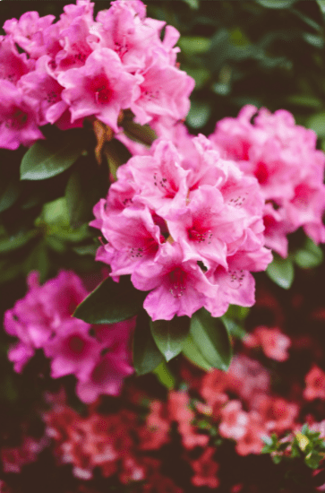 rhododendron vertical Gardenfrontier rhododendron vertical