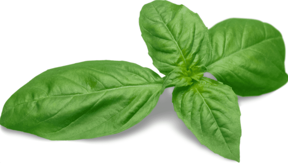 Basil Leaf Gardenfrontier Basil Leaf