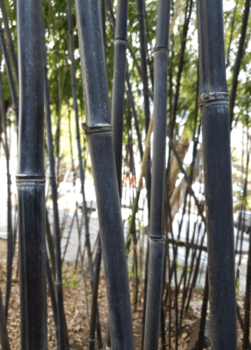 Black Bamboo Vertical Gardenfrontier Black Bamboo Vertical
