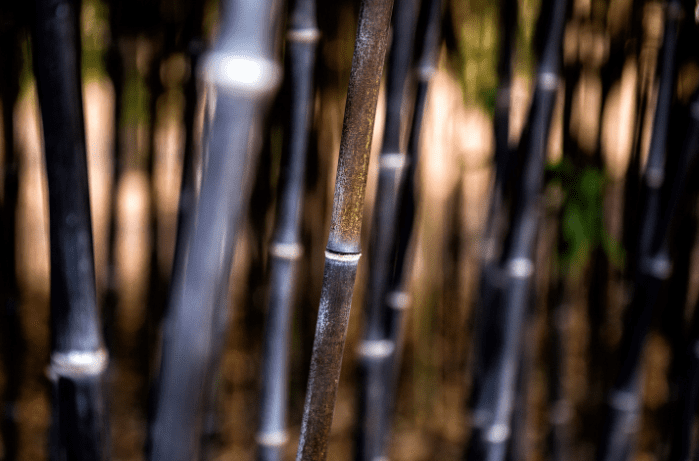 Black Bamboo Gardenfrontier Black Bamboo