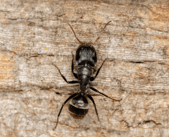 Carpenter Ants How To Get Rid Of The Pests Gardenfrontier Carpenter Ants How To Get Rid Of The Pests
