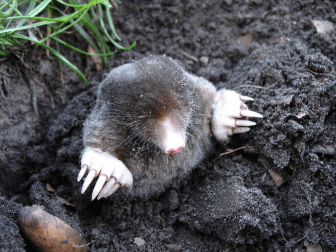Do Moles Hibernate Gardenfrontier Do Moles Hibernate