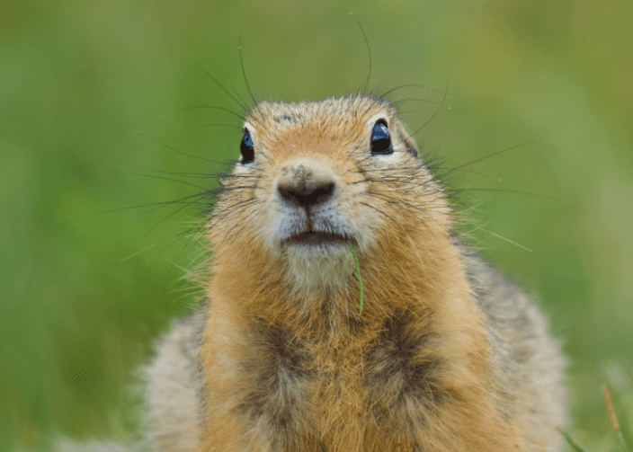 Gopher Gardenfrontier Gopher