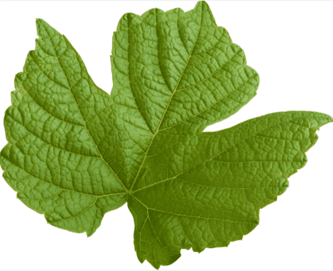 Grape Leaf Gardenfrontier Grape Leaf