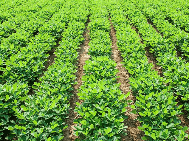 How Do Peanuts Grow Gardenfrontier Freshly harvested peanuts attached to the roots of the plant