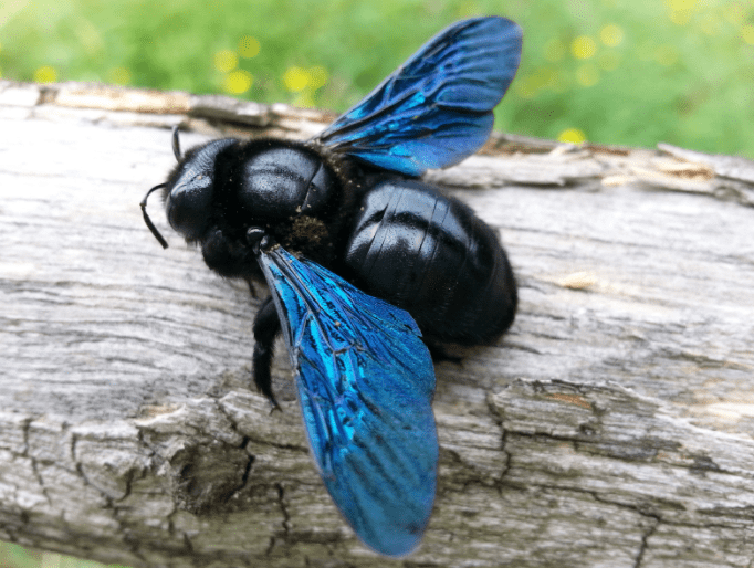 How To Get Rid Of Carpenter Bees Gardenfrontier How To Get Rid Of Carpenter Bees