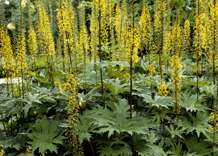 Ligularia Plant Care Gardenfrontier Ligularia plant with large leaves and yellow flower spikes in a shade garden