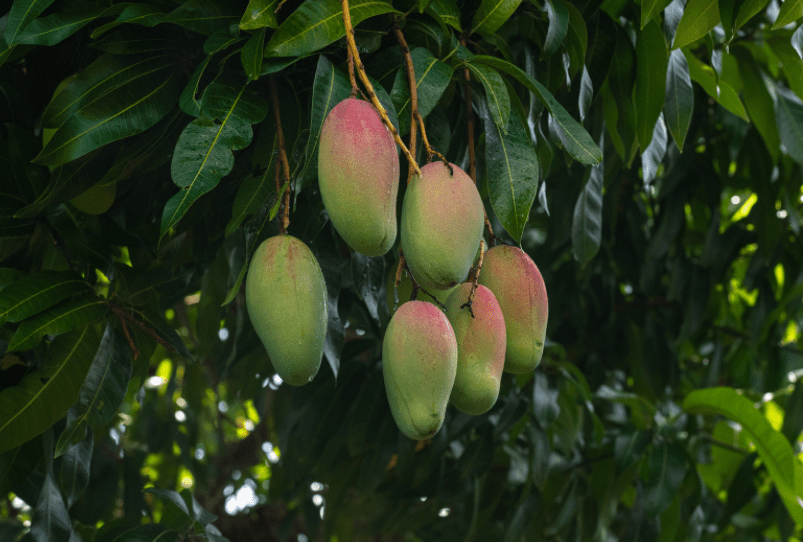 Mango Tree Gardenfrontier Mango Tree
