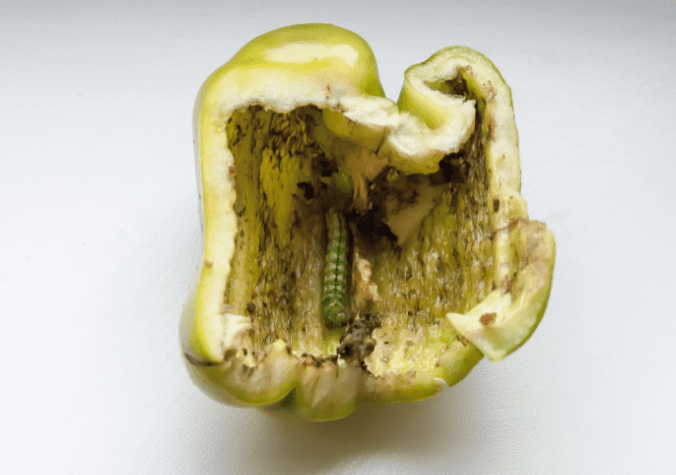 Pepper Eating Worms Gardenfrontier Pepper Eating Worms