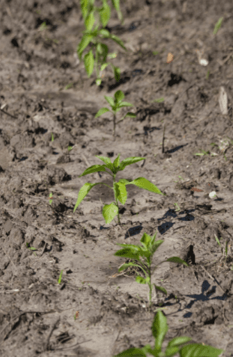 Young pepper plants Gardenfrontier Young pepper plants
