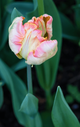 Apricot Parrot Tulip Gardenfrontier Apricot Parrot Tulip