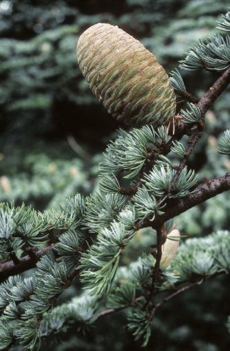 Atlas Cedar Gardenfrontier Atlas Cedar
