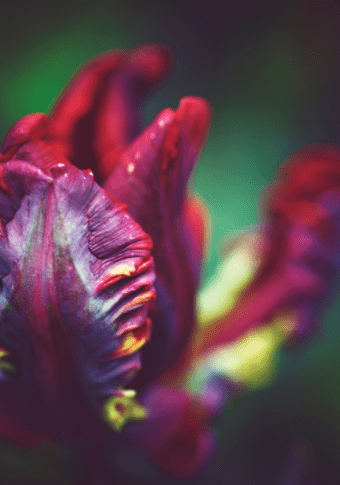 Beautiful parrot tulip Rococo Gardenfrontier Beautiful parrot tulip Rococo