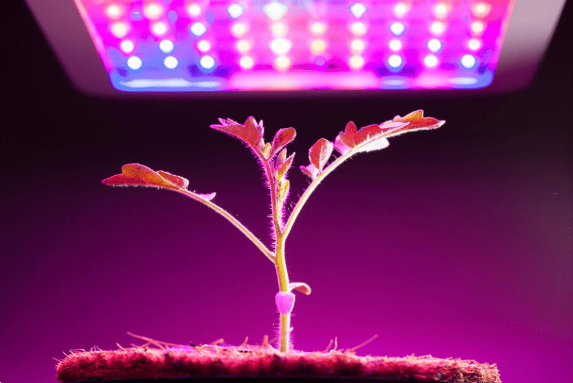 A modern indoor garden setup using the best LED grow lights for plant growth.