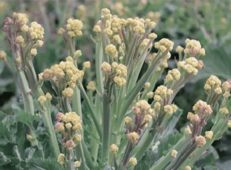 Burbank Broccoli Gardenfrontier Burbank Broccoli