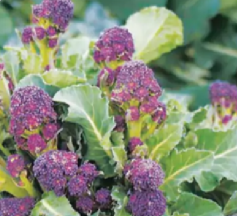 Cardinal Broccoli Gardenfrontier Cardinal Broccoli
