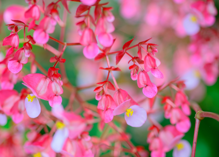 Dragon Wing Begonia Gardenfrontier Dragon Wing Begonia
