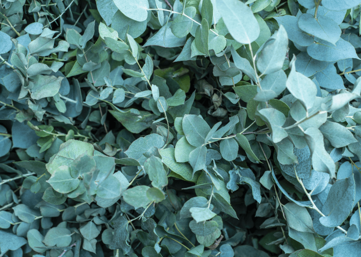 Eucalyptus Pruning Gardenfrontier A gardener performing eucalyptus pruning to control height and encourage new foliage