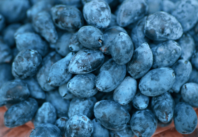 Honeyberry Gardenfrontier Honeyberry