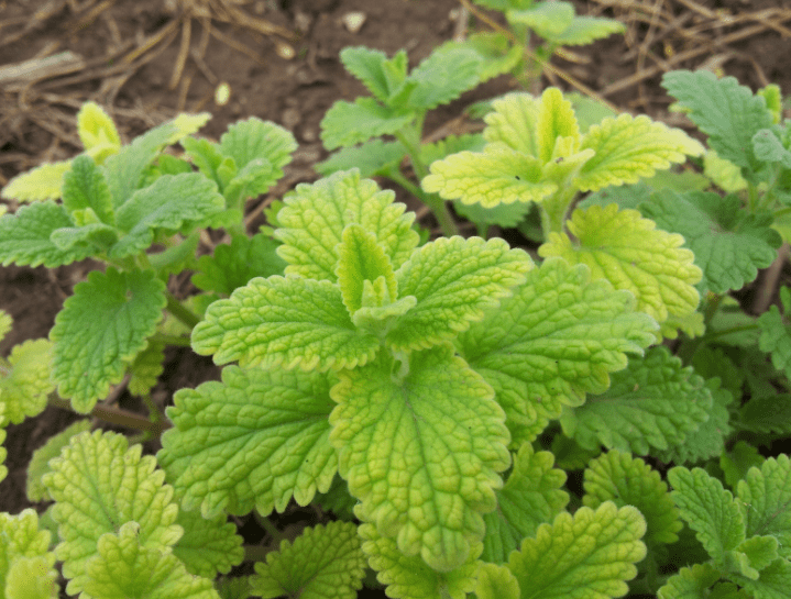 Mint Growing Gardenfrontier Mint Growing