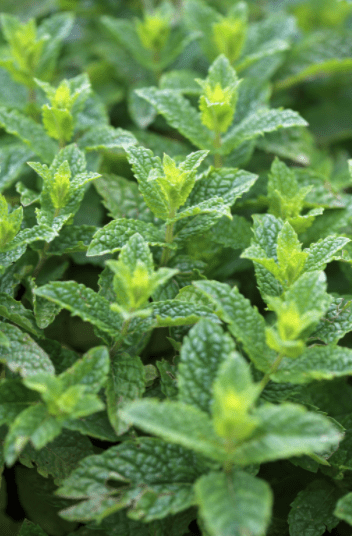 Mint Gardenfrontier Mint