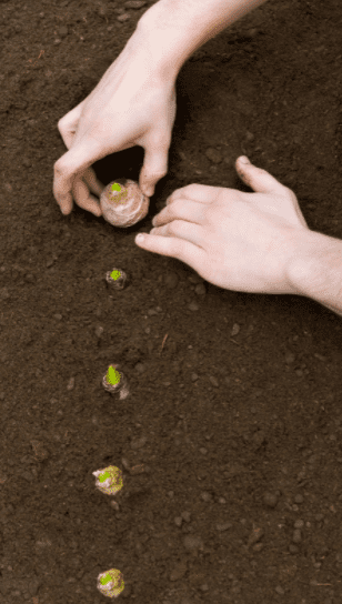 Planting Bulbs Gardenfrontier Planting Bulbs