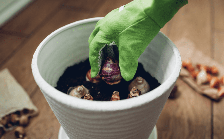 Planting bulbs for summer Gardenfrontier Planting bulbs for summer