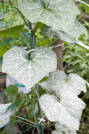 Powdery mildew Gardenfrontier Powdery mildew